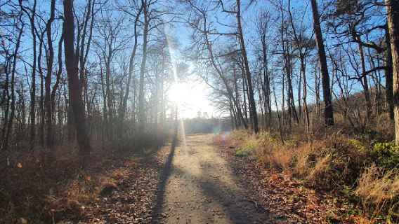 Dölauer Heide