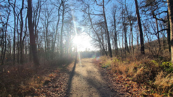 Dölauer Heide