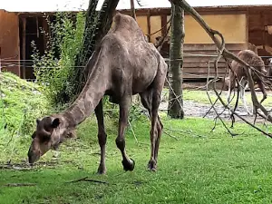 Camel and ostrich farm