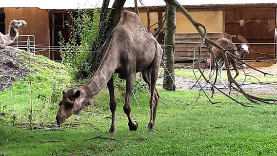 Camel and ostrich farm