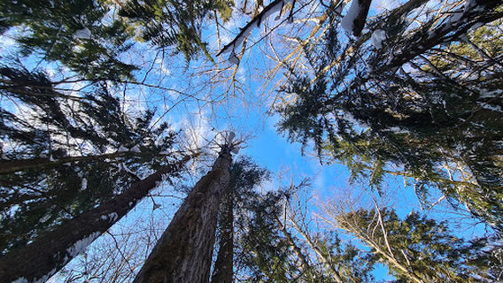 Piačerski forest park