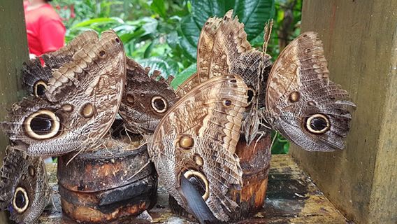 Гамбоа Рейнфорест Резорт Баттерфлай Гарден энд Фрог Эксибит