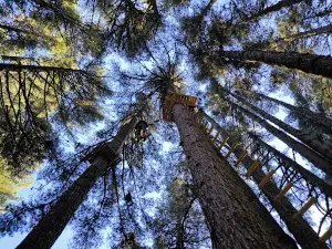 Parco avventura Lupo Ezechiele