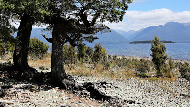 Henry Creek Campsite