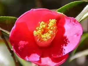 LotsofPlants.com