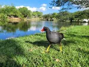 Parque da Lagoa