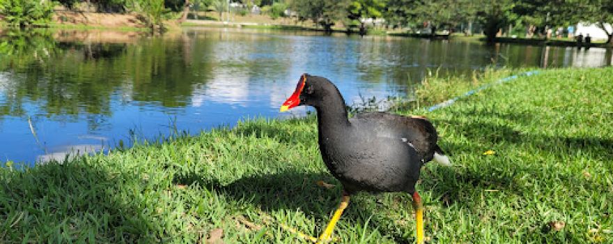 Parque da Lagoa