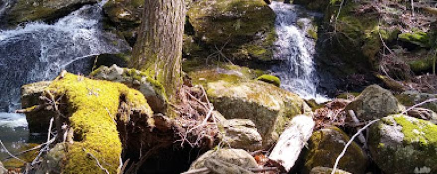 Tunxis State Forest