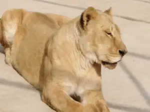 Vehari Zoo