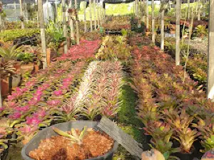 สวนอินทนิล แม่โจ้ Intanin Garden