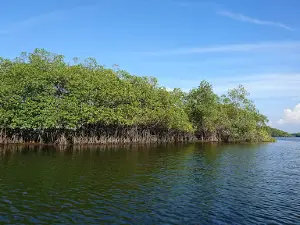 Natural Sanquianga National Park