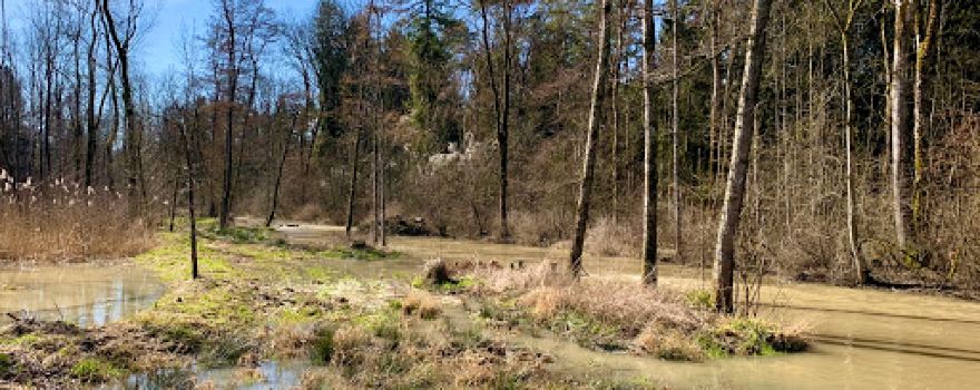 Naturschutzgebiet Alte Aare