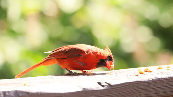 Joppatowne Park Fishing