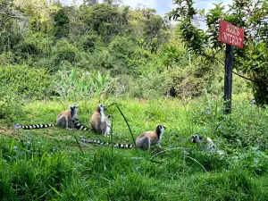Vakôna Lemur Island