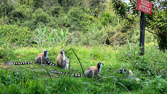 Vakôna Lemur Island