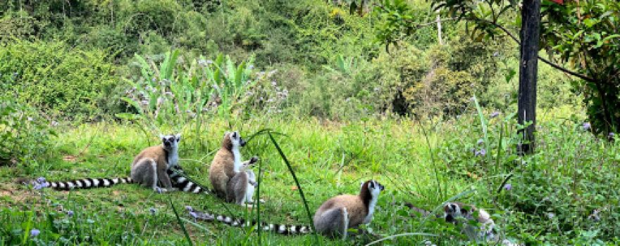 Vakôna Lemur Island
