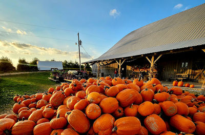 Beasley's Orchard