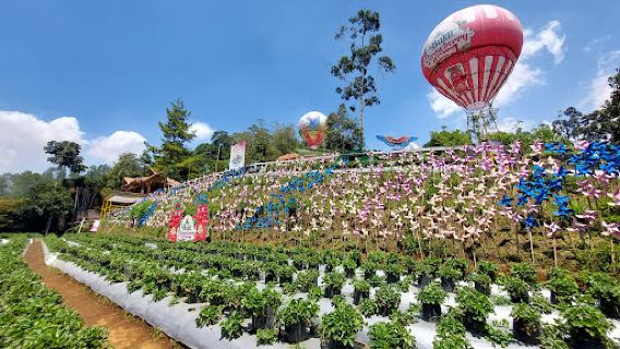 Bukit Strawberry Berbunga