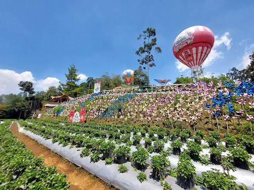 Bukit Strawberry Berbunga