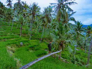 Wisata Alam Diwu Wau