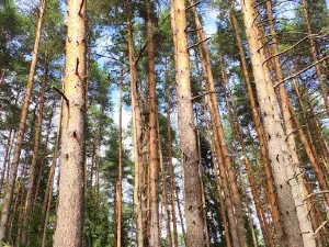 Pionerskiy Lager' Im. M. Gor'kogo.