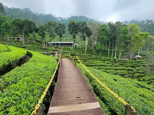 Wisata kebun teh gunung gambir
