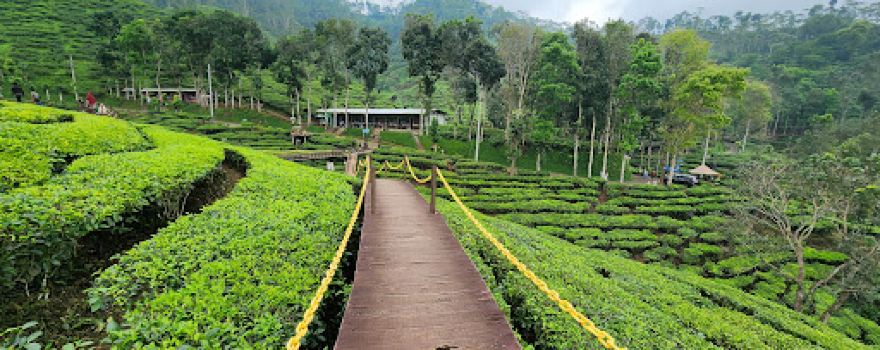 Wisata kebun teh gunung gambir