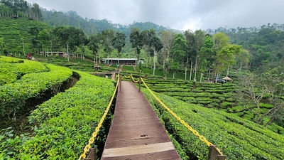Wisata kebun teh gunung gambir