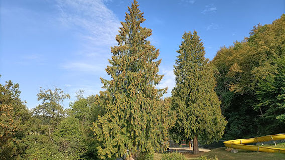 Piscina comunale di Zocca