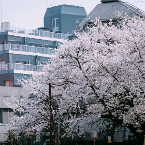 渋谷区立桜丘公園