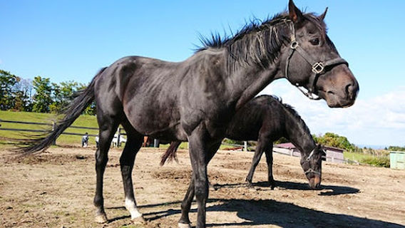 ＳＲＣ狭山乗馬センター
