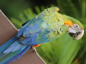 Junglequi Zipline Park