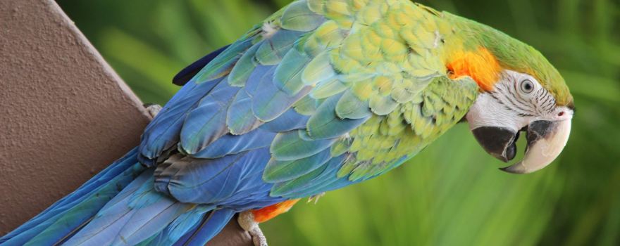 Junglequi Zipline Park