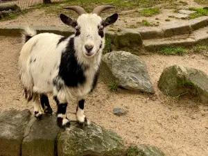 Fauna Zoo