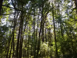 Peavy Arboretum