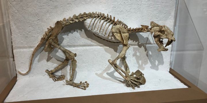 CU Museum of Natural History
