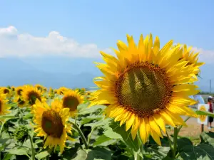 Akeno Sunflower Field