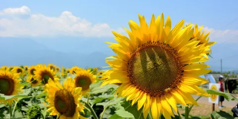 明野地區