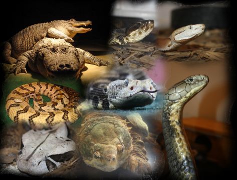 Luray Zoo-A Rescue Zoo