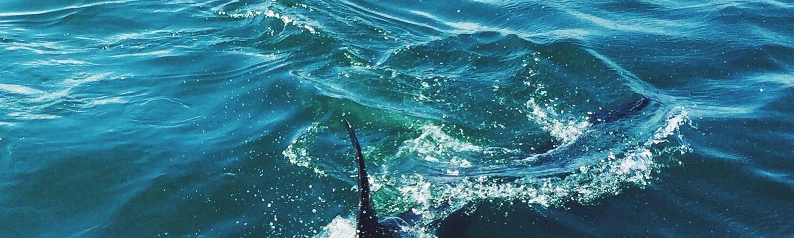 Van Dyks BaySIM-Karten