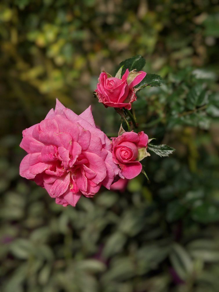 Rose Centre
