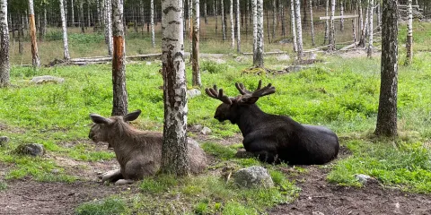 L?ngshyttans Algpark