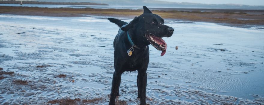 Haverigg Beach