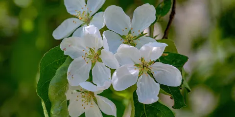 Buckhorn Island State Park