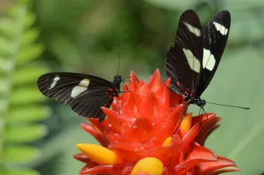 Mariposario Tambopata