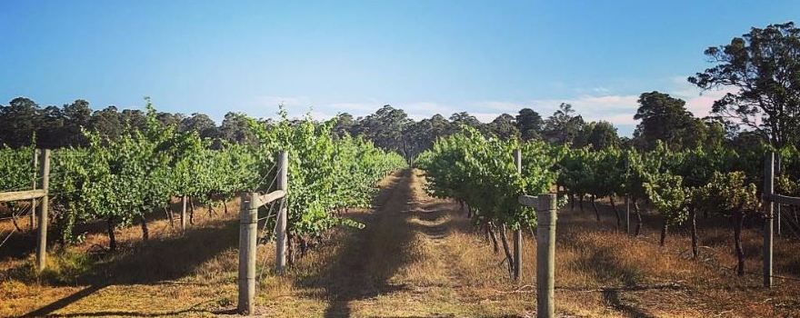 Brygon Reserve Wines