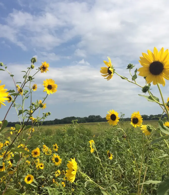 Wakarusa