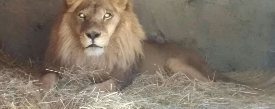 Bioparque Quillon