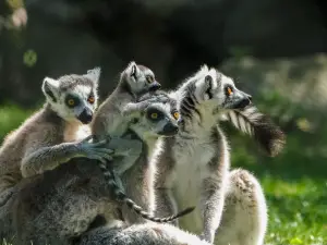 Lemur Park