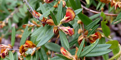 Kalamunda National Park